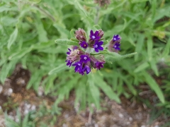 Anchusa officinalis
