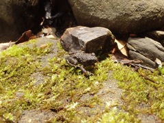 Glandirana rugosa