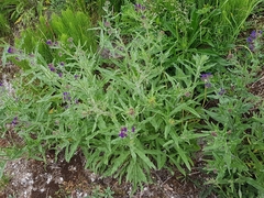 Anchusa officinalis