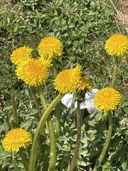 Taraxacum officinale