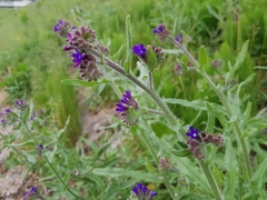 Anchusa officinalis