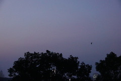 Pipistrellus abramus