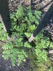 Anthriscus sylvestris