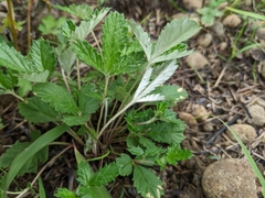 Potentilla discolor