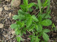 Potentilla discolor