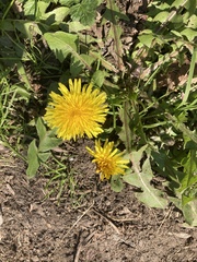 Taraxacum officinale