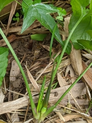 Typhonium roxburghii