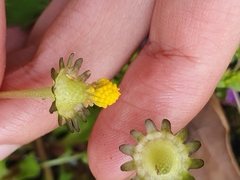 Asteraceae