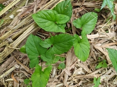 Typhonium roxburghii