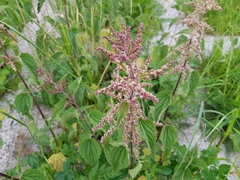 Urtica dioica