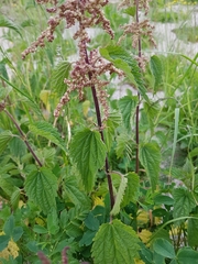 Urtica dioica