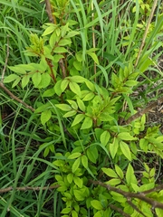 Zanthoxylum simulans