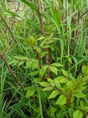 Zanthoxylum simulans