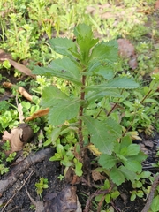 Coleostephus myconis