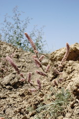 Psylliostachys spicata