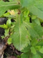 Coleostephus myconis