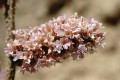 Psylliostachys spicata