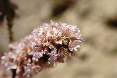Psylliostachys spicata