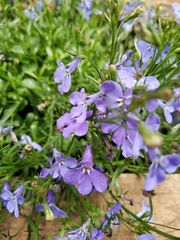 Lobelia erinus