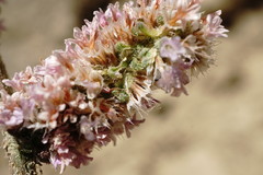 Psylliostachys spicata