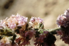 Psylliostachys spicata