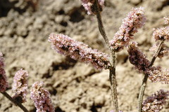 Psylliostachys spicata