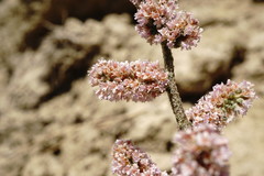Psylliostachys spicata
