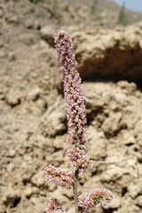 Psylliostachys spicata