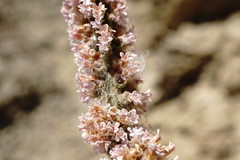 Psylliostachys spicata