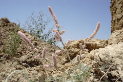 Psylliostachys spicata