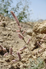 Psylliostachys spicata