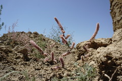Psylliostachys spicata