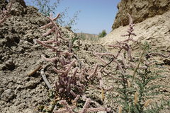 Psylliostachys spicata