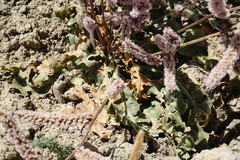 Psylliostachys spicata