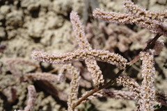 Psylliostachys spicata