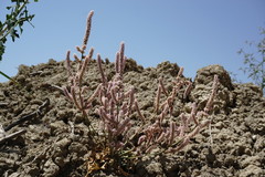 Psylliostachys spicata
