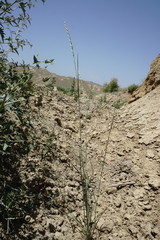 Thinopyrum elongatum