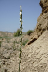 Thinopyrum elongatum