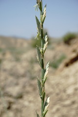 Thinopyrum elongatum