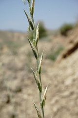 Thinopyrum elongatum