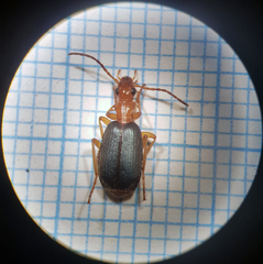 Brachinus plagiatus