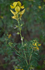 Crotalaria aridicola