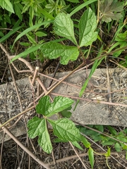 Ampelopsis delavayana