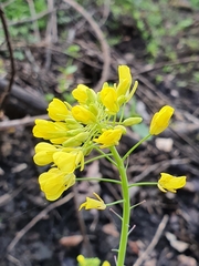 Brassicaceae