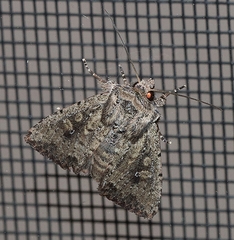 Dasygaster padockina