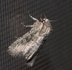 Dasygaster padockina