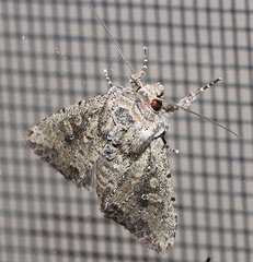 Dasygaster padockina