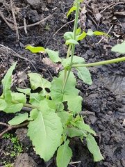 Brassicaceae