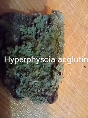 Hyperphyscia