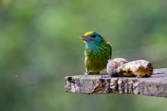 Psilopogon flavifrons